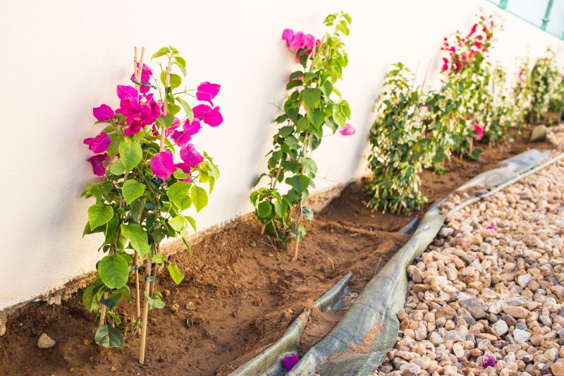 Boxwood Planting in Ventura County, CA
